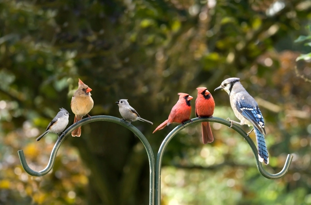 Birds