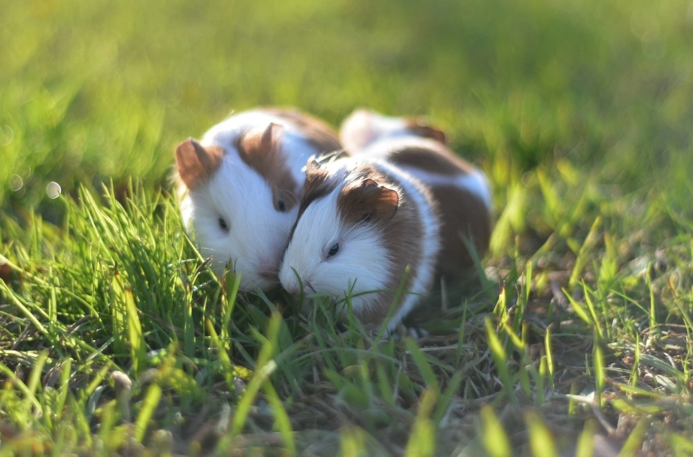Pets