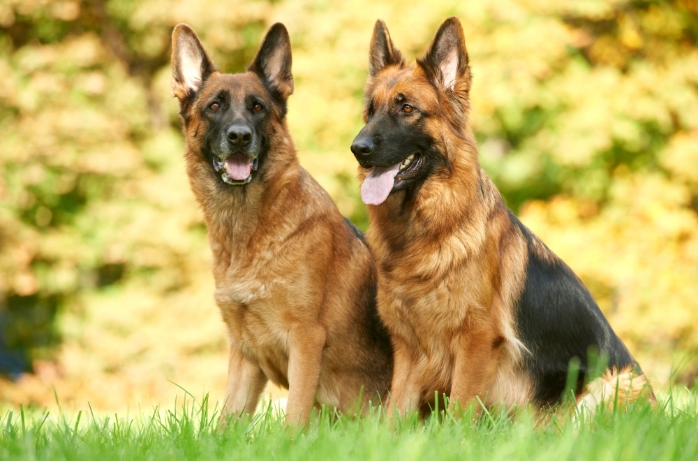 The German Shepherd: A Comprehensive Guide