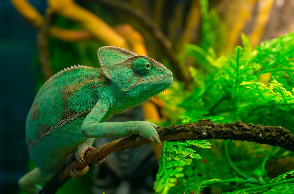 Exotic Pets