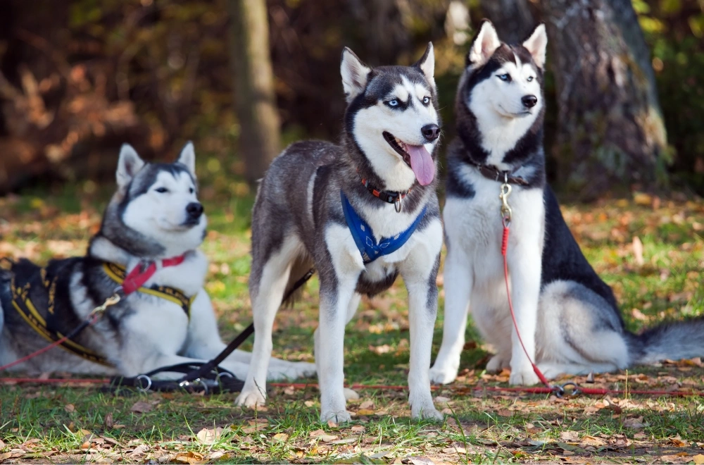 The Siberian Husky: A Comprehensive Guide