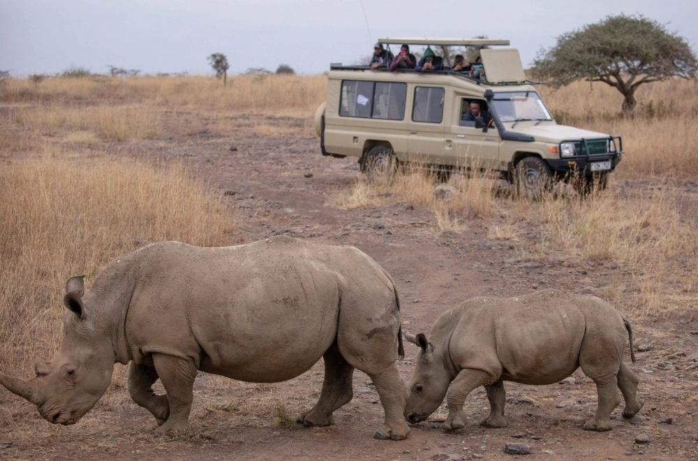 Safari Adventure