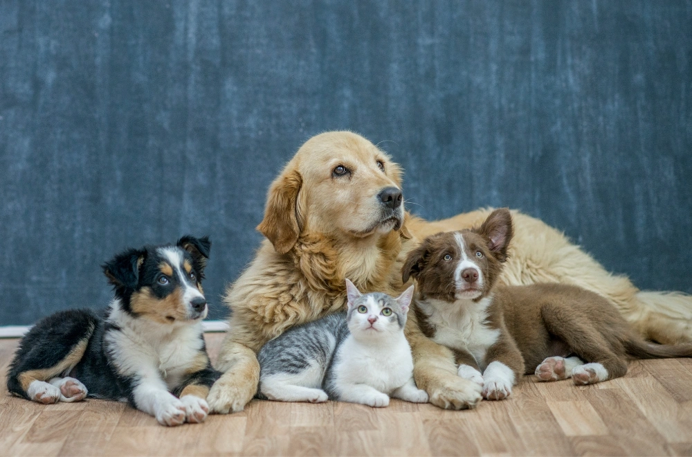 The Wonderful World of Pets: Companionship, Care, and Benefits