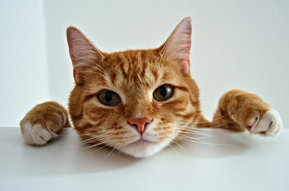 Cat’s